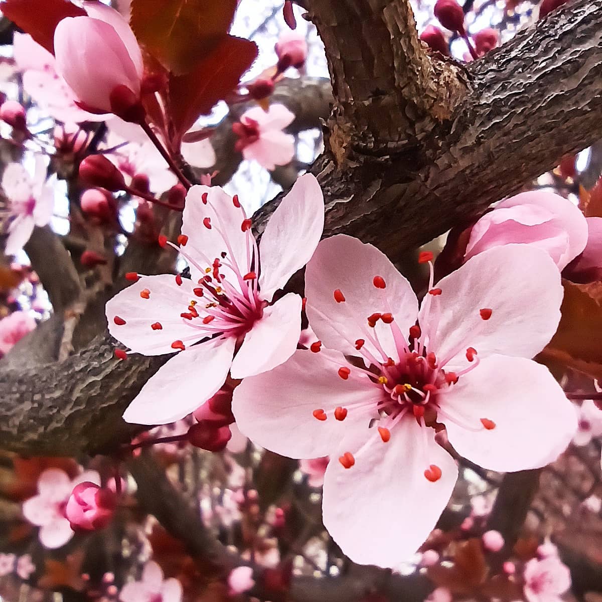 Cherry blossom