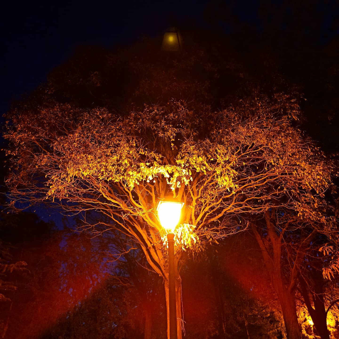 Postlamp under dark tree