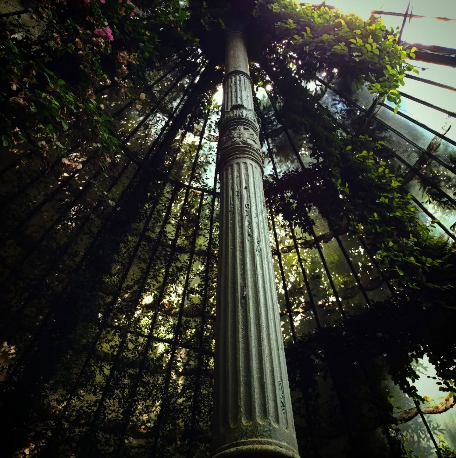 an overgrown greenhouse ceiling