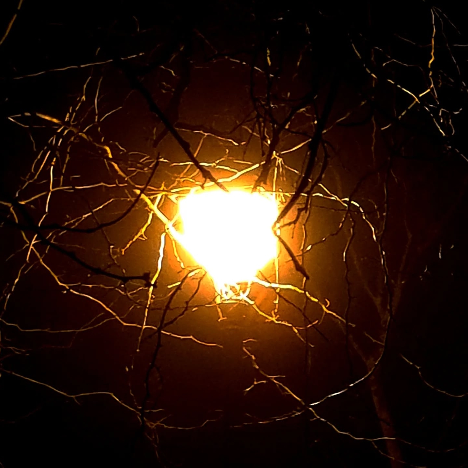 Thorns around orange light