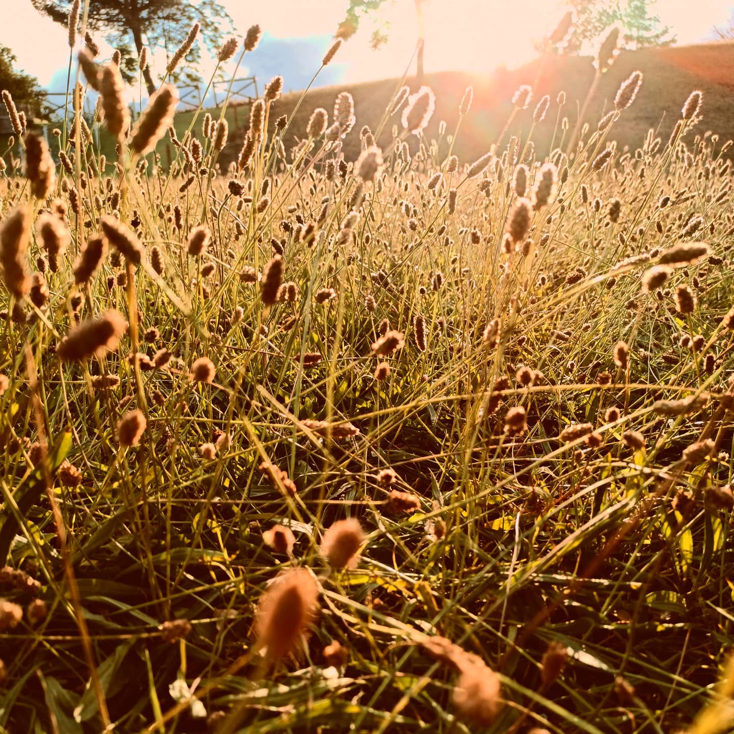 golden grass